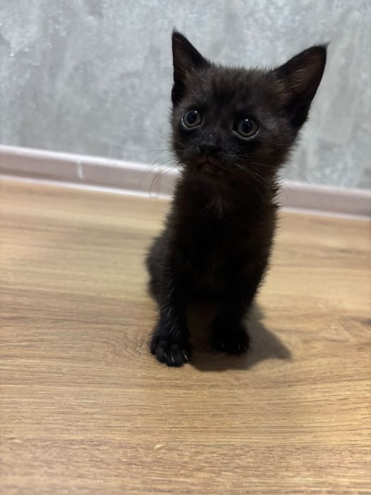 Отдам котеночка девочку в добрые руки