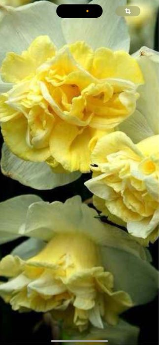 Bulbi de narcise 50 lei kg