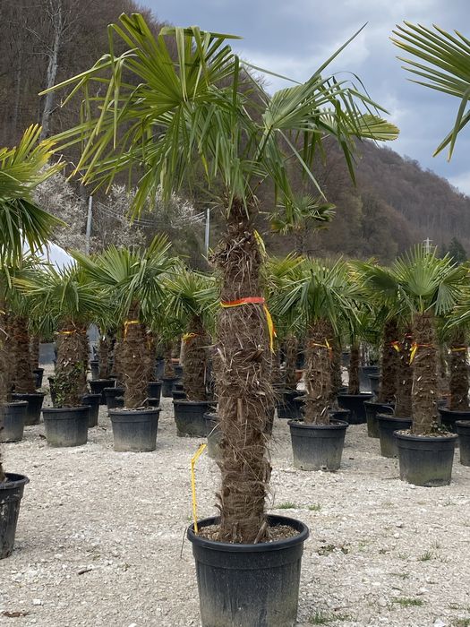 Palmier Trachycarpus Rezistenti la ingheț