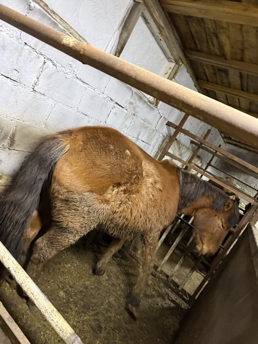 Байтал с откорма