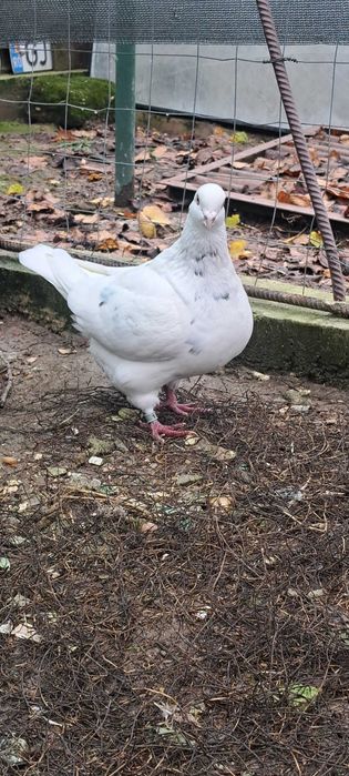 Porumbei texan maturi/pui