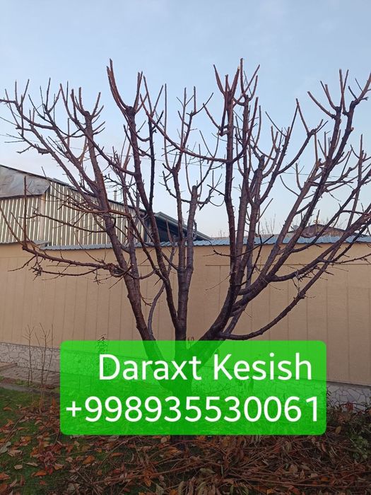 Daraxt daraxt kesish shakil berish bogbon