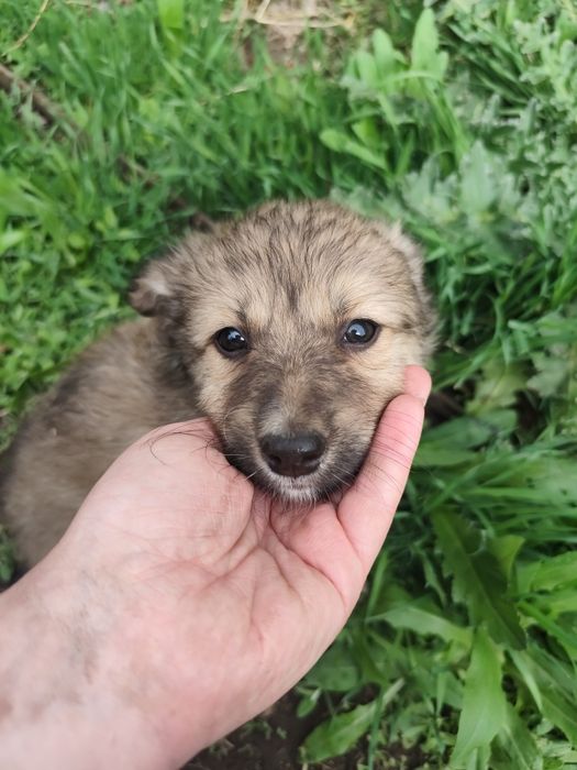 Щенок мальчик пёс собака кобель