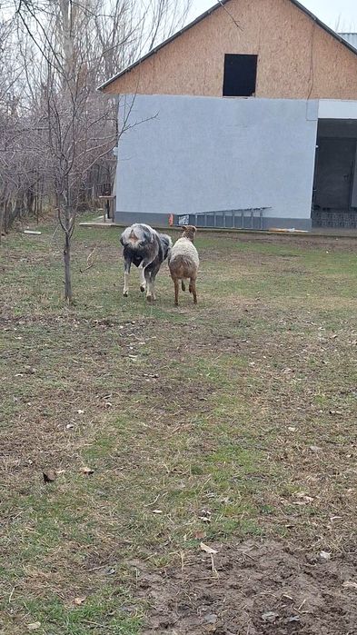 Сатылады көк қошқар