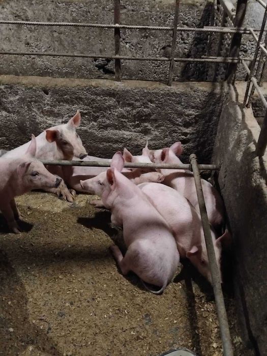 Продавам малки прасенца