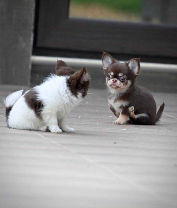 Мъжки дългокосмести мини чихуахуа шоколадови