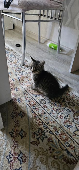 Отдам бесплатно котёнка