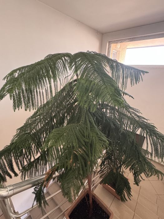 Дърво араукария-декоративно