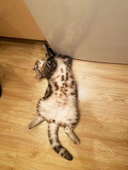 Кот шотландский вязка!