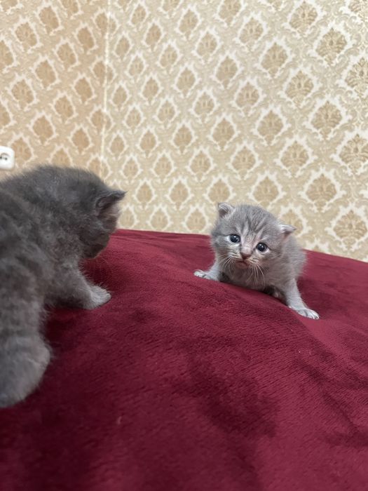 Котенок вислоухие