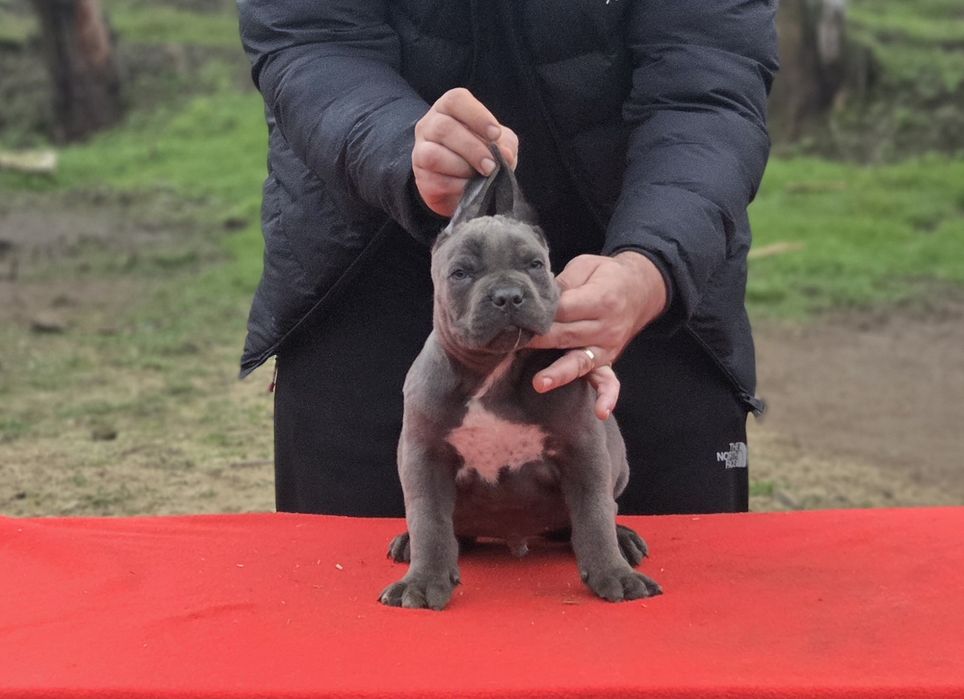 Mascul cane corso gri