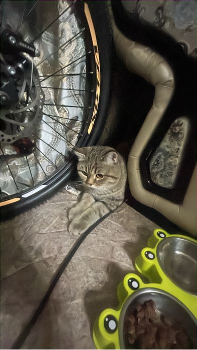 Отдам кота даром в хорошие руки
