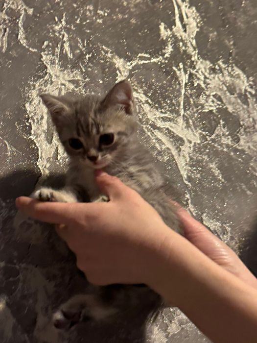 Котята скотиш фолд