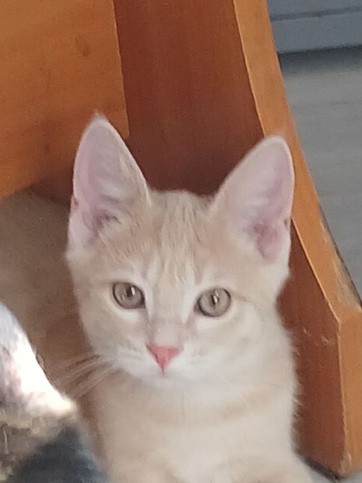 Котята в добрые руки.Мальчик и девочка.