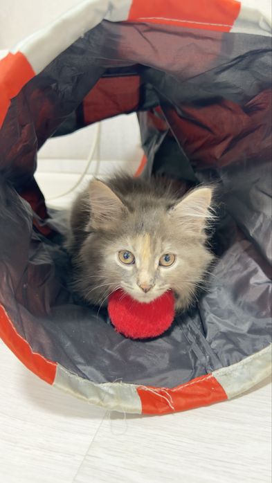 Котята от мамы Мейн кун