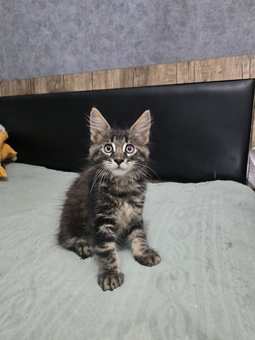 Котята породы Мейн-кун.Готовы к переезду!