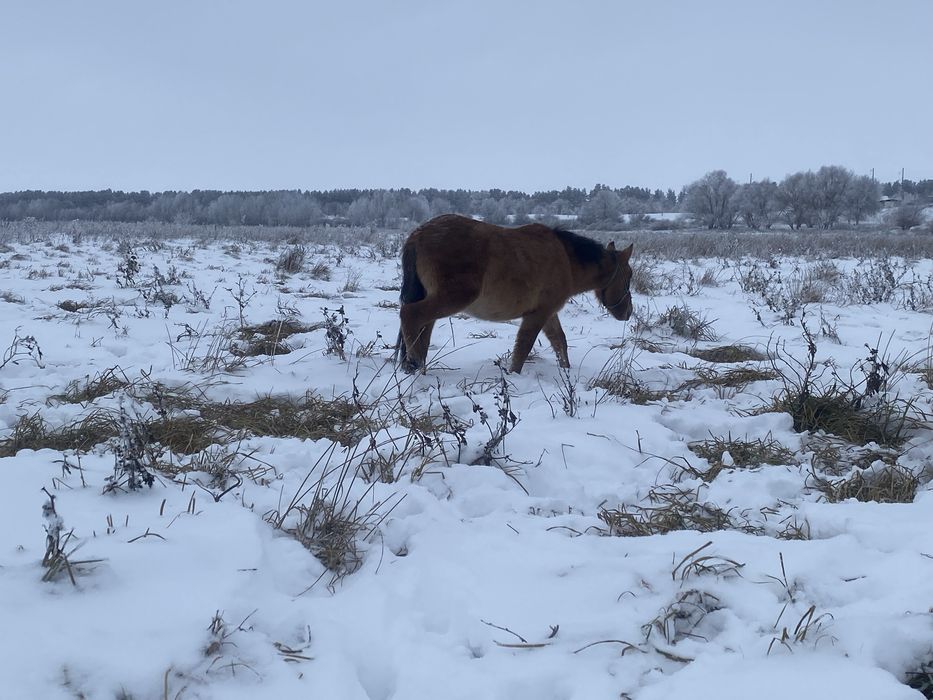 Еркек тай жеребчик Башкир