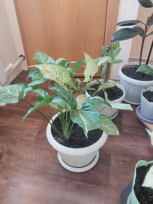 Сингониум в новом горшке