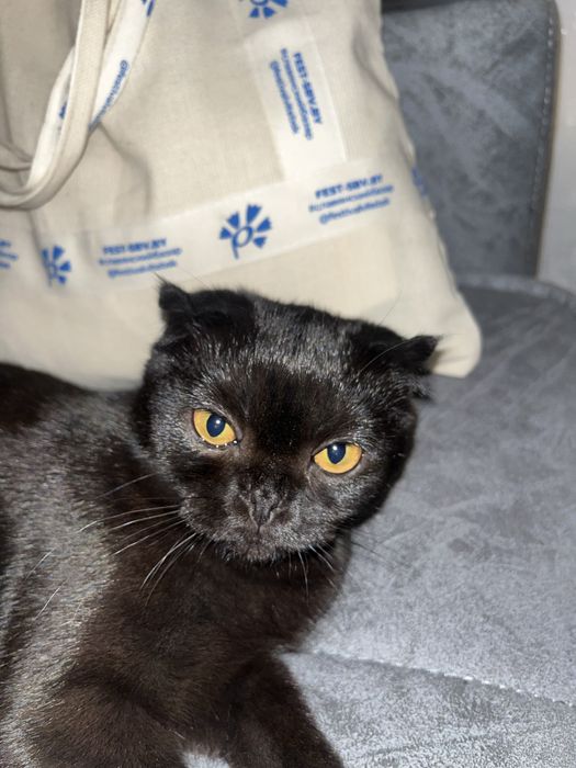 продаю кошку вислоухий