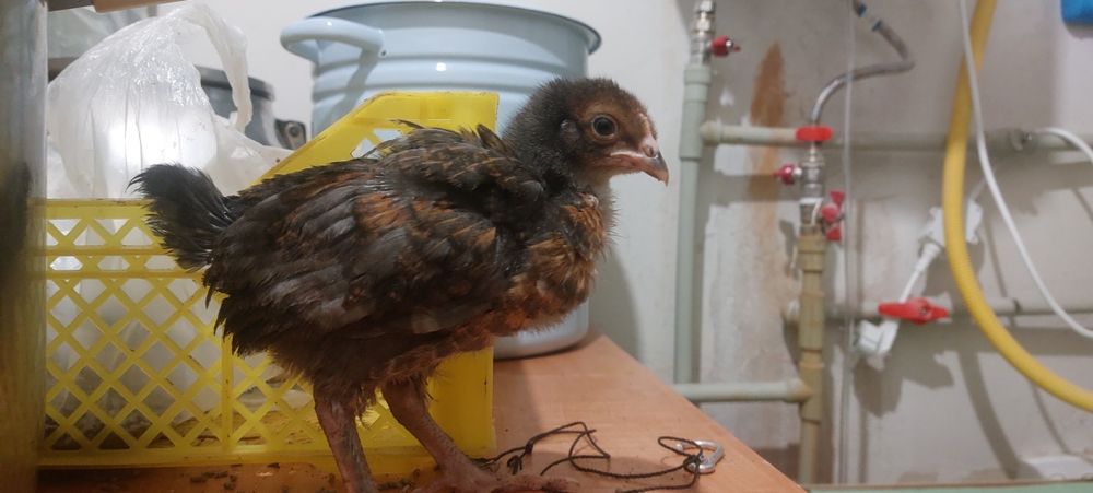 Тауық балапандары сатылады