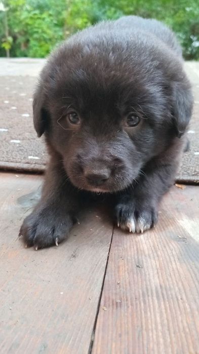 Щенки маленькие домашние