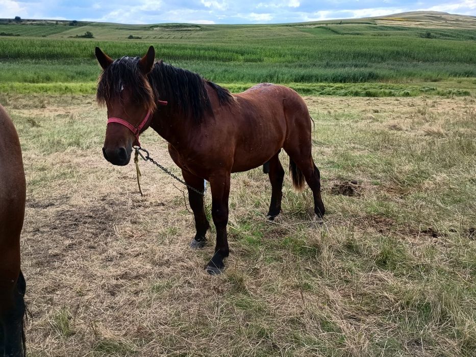 Iapă(6 ani) cu mânz(7 săptămâni) și mânz de 14 luni de vânzare