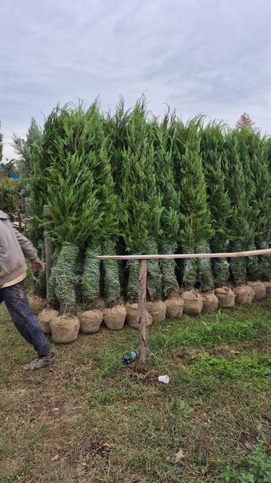Magnolia  gradiflora  maslin