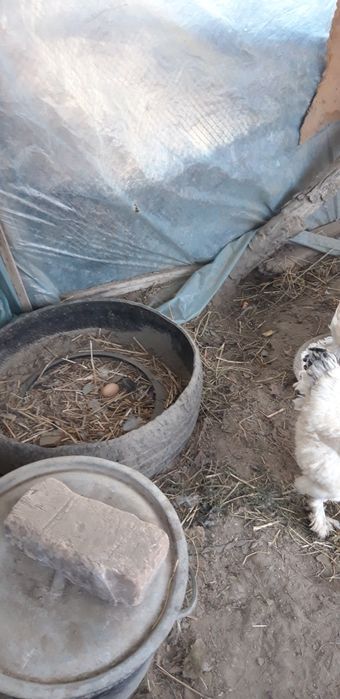 Brama Tovuqlar Soltiladi Soglom tugishni boshlagan