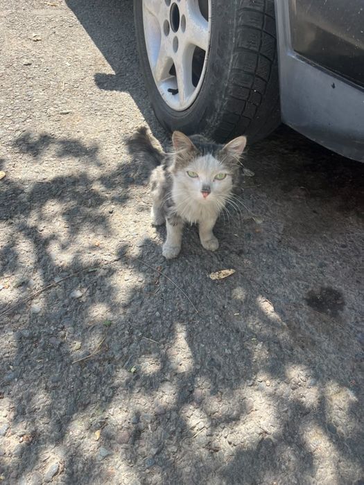 Котенок в добрые руки