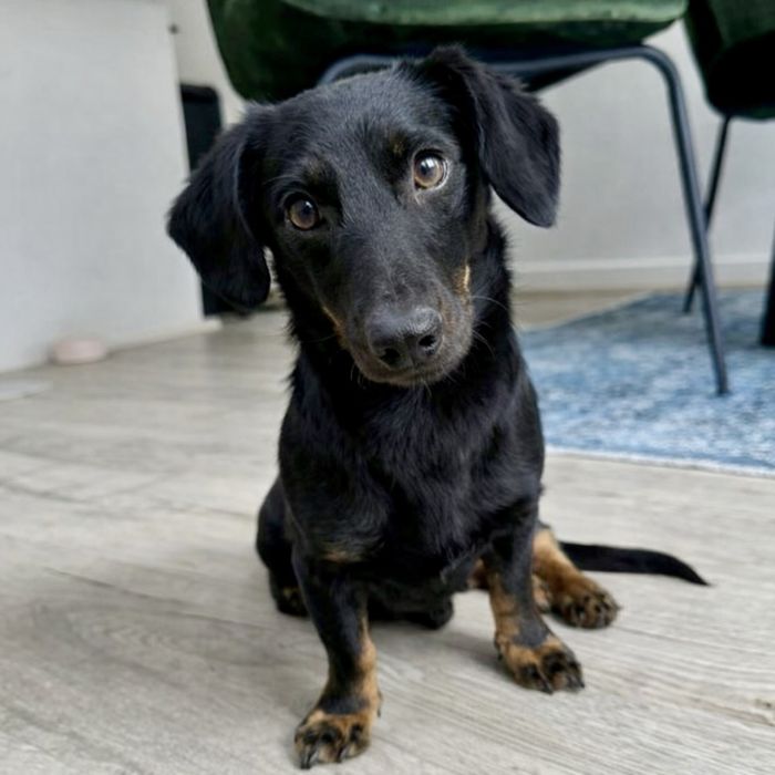 Такса-мальчик, спасённый с улицы, ищет семью