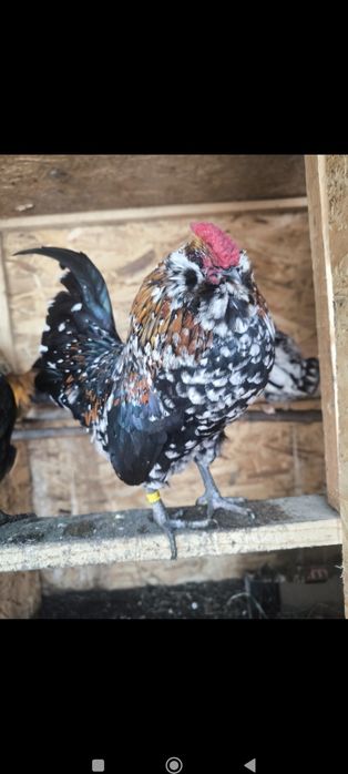 15 oua incubat pentru luni sau marti