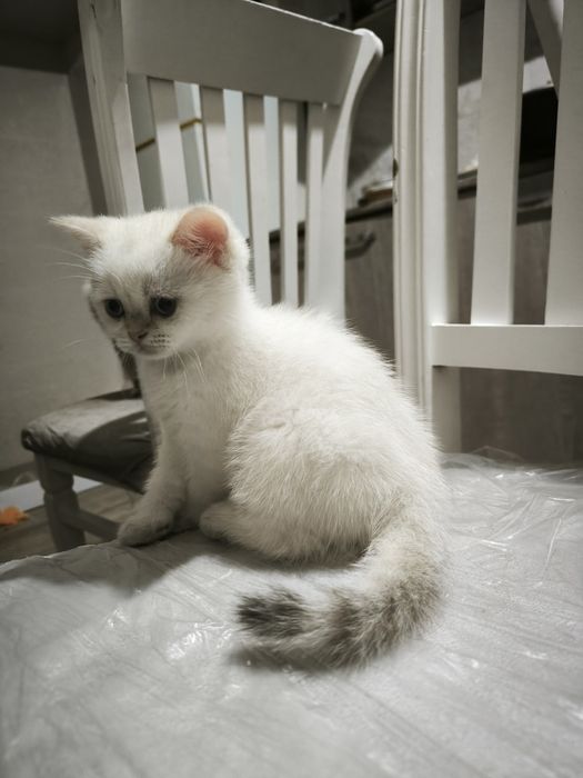 Британский короткошерстной серебристый шиншилла