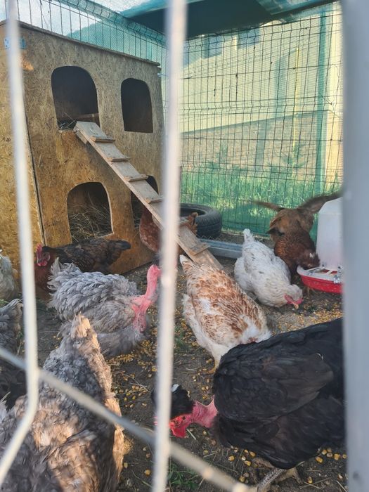 Vând oua de la gaini motate și golașe