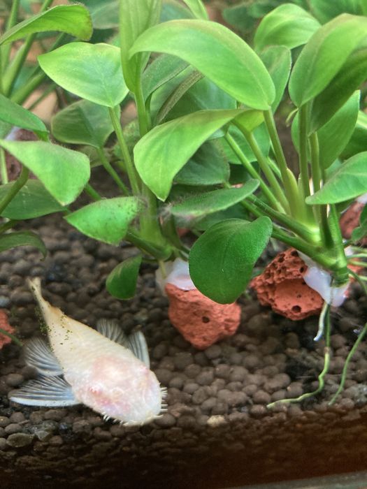 Аквариумные растение Анубиас нано