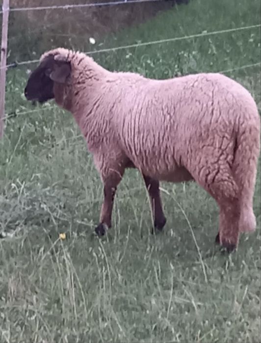 Berbecuți  Miei de vanzare