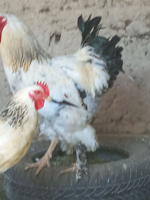 Продоётсы породистый петух