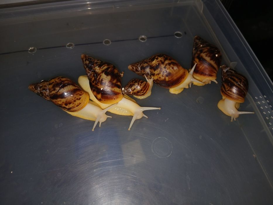 Аквариумистка животные