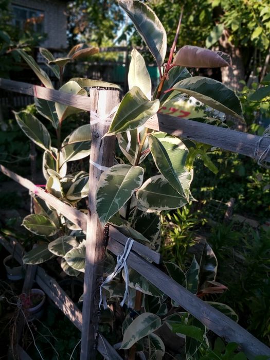 Фикус Эластика «Мелани» вариегатный