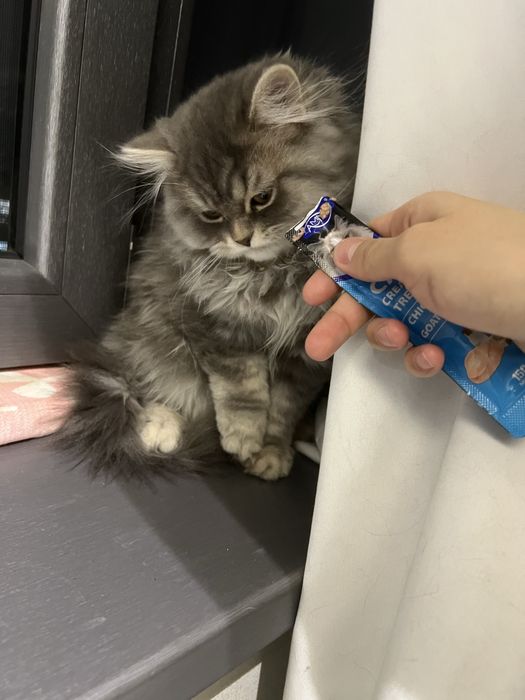 Haylnd strayt mushuk bolasi