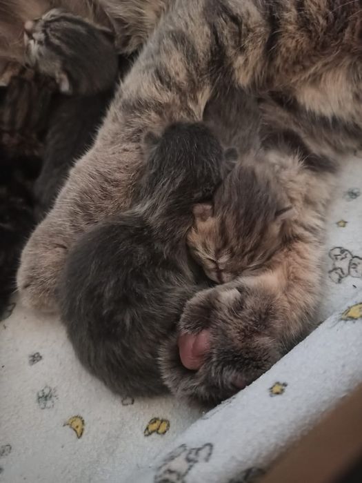 Вязка кот шотландец