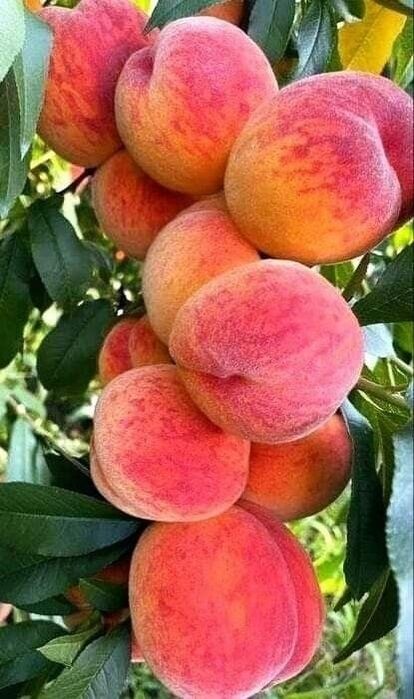 Pomi Fructiferi Columnari (Piersic )