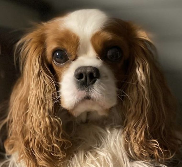 Продам кавалер кинг чарльз спаниель