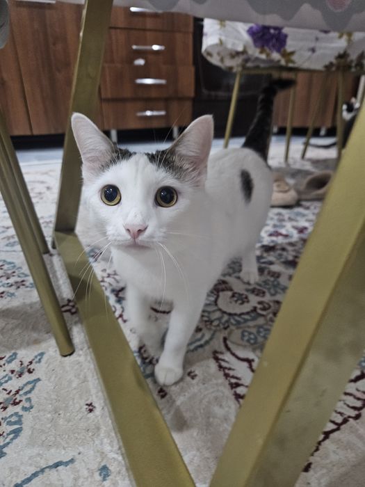 Турецкий ван кошка бесплатно.