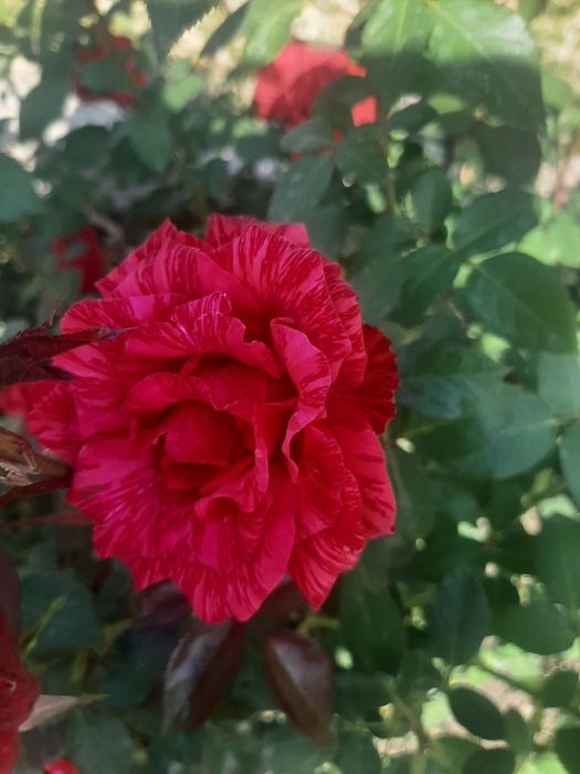 Продам розы, хосты