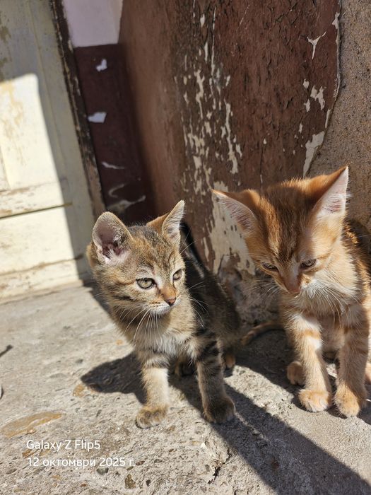 Подарявам котета