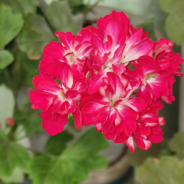 Пеларгонии в городе Абай