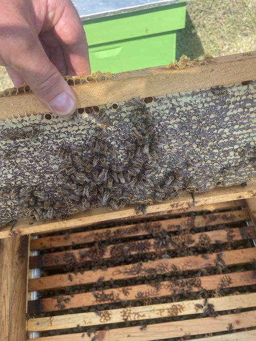 Сертифициран био манов мед