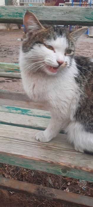 Кошка 1 год. Стерилизована.