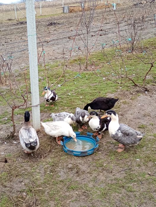 Ouă de rațe polare