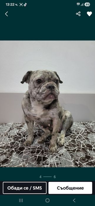 Продавам Френски Булдок